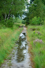 Birch forest after rain with reflection in puddles