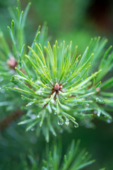 Young branch of green pine tree with raindrops close up