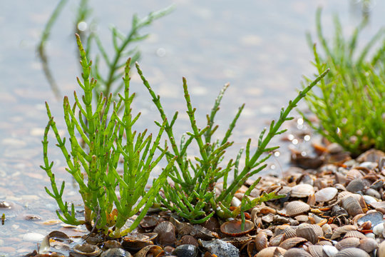 Salicornia edible plants grow in salt marshes, beaches, and mangroves, calles also glasswort, pickleweed, picklegrass, marsh samphire, mouse tits, sea beans, samphire greens or sea asparagus.
