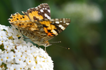 Painted Lady Butterfly on a Summer Lilac