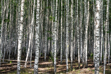 abstract background the birch grove