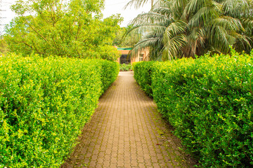 Natural path with shrubs on the sides in the middle of the garden