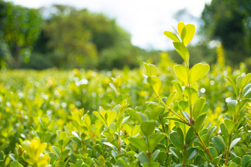 Beautiful plant in the meadow on a sunny day