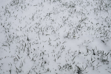 Green grass under the snow. lawn covered with snow background