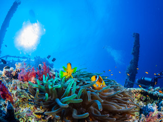 Fototapeta na wymiar Nunukan Island Borneo and the Underwater World