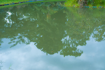 Reflection in the lake water of trees, plants and the blue sky.