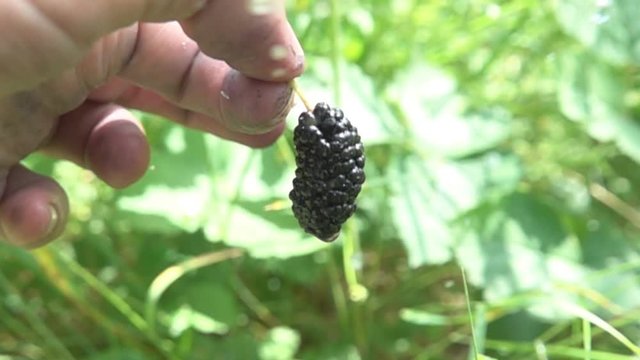 Wash hands the fruits of black mulberry (Morus nigra). Video intention, wash concept, hygiene and disease prevention. Super slow motion 1000 fps