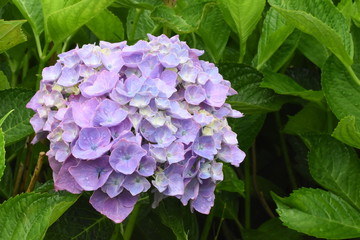 西洋アジサイ