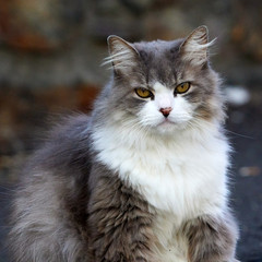 Honey Eyed Gray and White Long Hair Cat