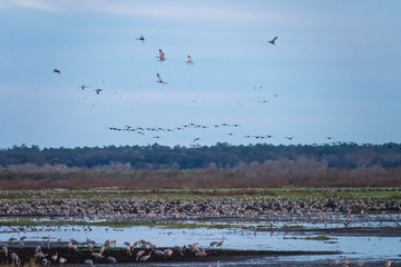 Wintering Sandhill Cranes gathering to roost at L Chua Sink, Paynes Prairie State Park, Florida
