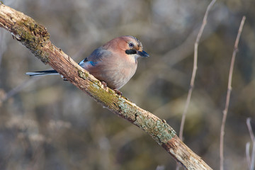 Bird - Eurasian jay sits on a thick branch in the winter forest on the background of bushes.
