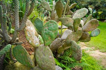 Various types of cactus and plants in the garden
