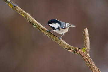 Bird - Coal tit sits on a thick branch in the winter forest on the background of bushes.
