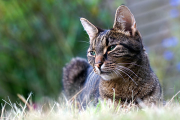 Cat looking sideways © Dirk70