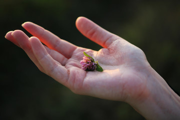 A piece of flower on the hand close-up