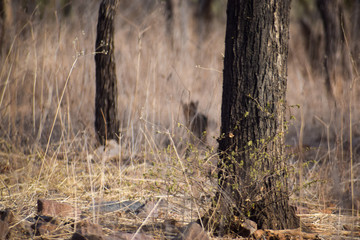 stump in the forest