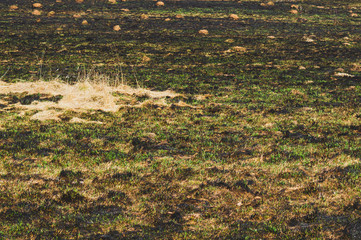 Grass background. floral texture. nature backdrop