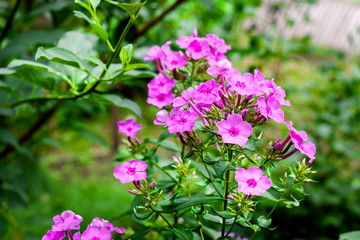 Purple garden Phlox closeup on green foliage background