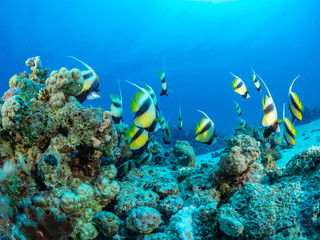 Fototapeta na wymiar Rotes Meer Unterwasser