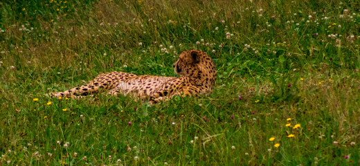 Fototapeta na wymiar a herd of cheetahs lying resting in their grass enclosure