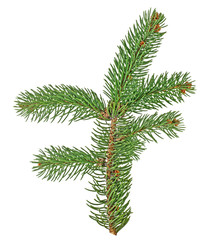 Fir tree branch isolated on white background
