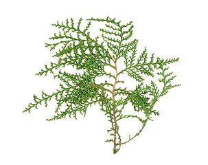 Fototapeta premium Green arborvitae branch isolated on the white background. Thuja branch.