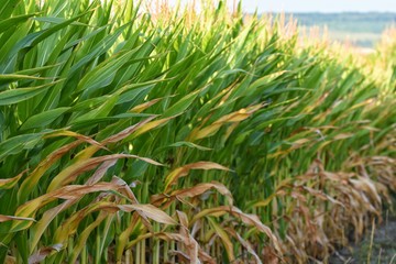 Field with corn. Corn is the main grain crop in America. Organic crop cultivation.