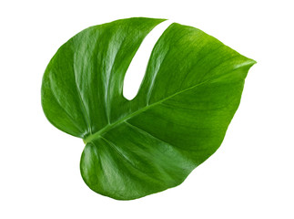 Leaf of Monstera plant isolated on a white background