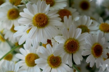 Fototapeta premium camomile background