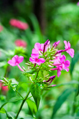 Fototapeta premium Purple garden Phlox closeup on green foliage background