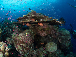 Plakat Christmas Island Underwater