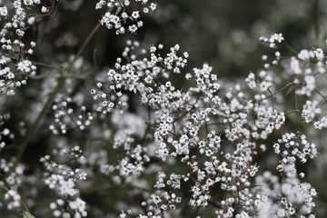dark background of small white flowers