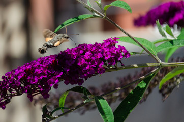 An hummingbird hawk-moth feeding nectar from Buddleia flower. Closeup of Macroglossum stellatarum