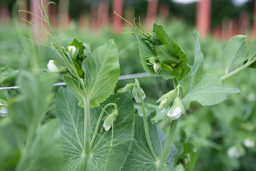 Sugar Snap Peas Flowering