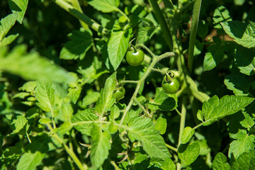 Green Cherry Tomatoes on Plant