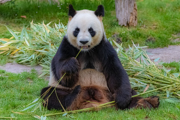 Giant panda, bear panda eating bamboo sitting in the grass © Pascale Gueret