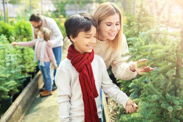 Fototapeta premium Family choosing Christmas tree in greenhouse