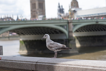 Thames Seagull