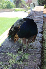 peacock