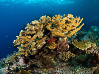 Fototapeta na wymiar Christmas Island Underwater