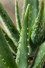 Raw Green Organic Aloe Vera
