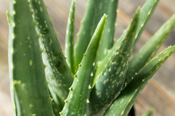 Raw Green Organic Aloe Vera