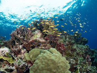 Christmas Island Underwater