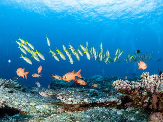Obraz na płótnie Canvas Christmas Island Underwater
