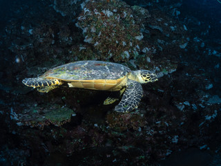 Fototapeta premium Christmas Island Underwater