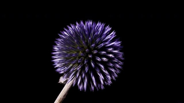Timelapse of blooming Echinops Ritro 4K