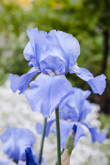 Beautiful blue iris flower. Summer garden.