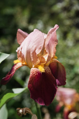 Beautiful iris flower. Summer garden.