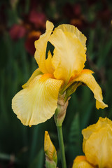 Beautiful yellow iris flower. Summer garden.