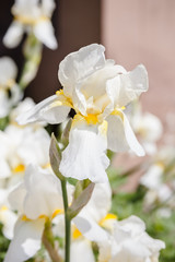 Beautiful white iris flower. Summer garden.